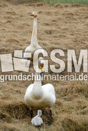 Singschwan (6 von 16).jpg